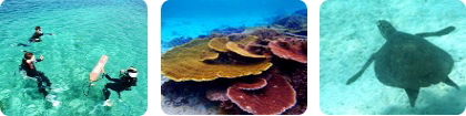 石垣島 サンゴ